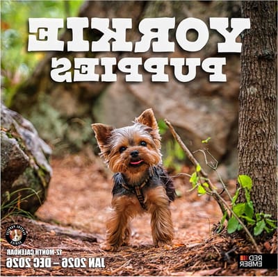 Yorkshire Terriers Kalender - Yorkie Kalender - Jaar Plannen - Speelse Puppy Afbeeldingen - 305 cm x 61 cm