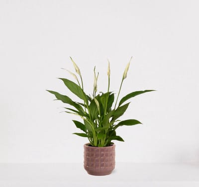 Spathiphyllum in sierpot Janneke oudroze – witte kamerplant – luchtzuiverende lepelplant - 35-50cm - Ø13 – geleverd met plantenpot – vers uit de kwekerij