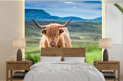 Behang - Fotobehang Schotse hooglander - Koe - Natuur - Berg - Gras - Breedte 300 cm x hoogte 300 cm