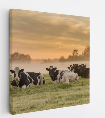Saammp Canvas Schilderij - Groep koeien in de mist - Nederland - Dieren - 20x20 - Foto op canvas - Wanddecoratie - Muurdecoratie Woonkamer - Slaapkamer decoratie - Canvas Print