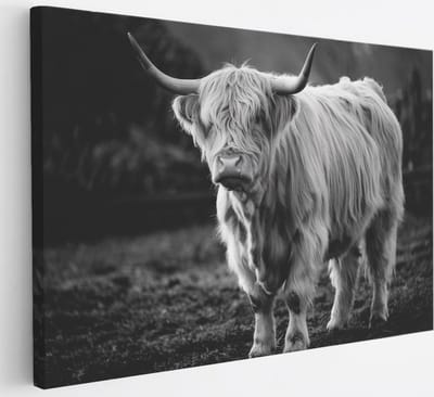 Saammp Canvas Schilderij - Schotse Hooglander Koe - Zwart-Wit - Dieren - Natuur - 30x20 - Foto op canvas - Wanddecoratie - muurdecoratie Woonkamer - Slaapkamer decoratie - Canvas Print