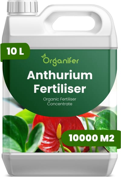 Vloeibare Meststof Voor Anthurium 10 L Voor 10000 M2 - Npk 3-4-3 - Overvloedige Bloei - Levendige Schutbladen - Kleurintensiteit - Sterke Wortelontwikkeling - Rechtopstaande Stele - Lage Luchtvochtigheid - Diepgroen Glanzend Blad - Organifer