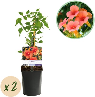 Plantenboetiek.nl | Trompetbloem - Campsis radicans Madame Galen - Bloem Oranje - Weinig onderhoud - 2 planten - Ø10cm - 30-40cm hoog - Tuinplant
