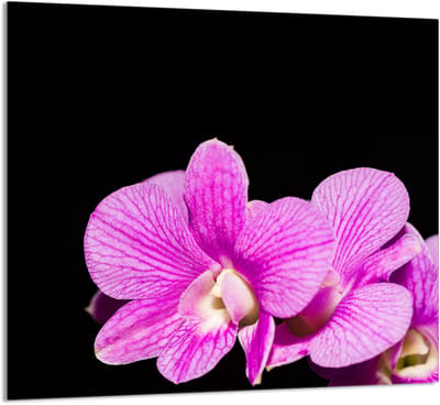 TMK ArtDeko - Glas Keukenpaneel - 65x60cm - Orchidee
