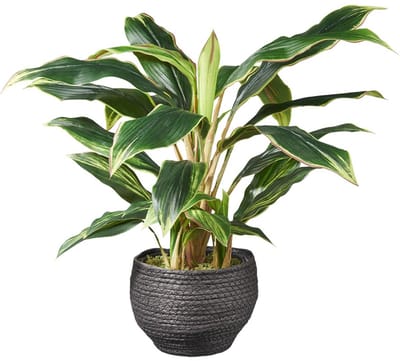 Kunstplant Cordyline H60cm in mand zwart - HTT Decorations kunstplanten