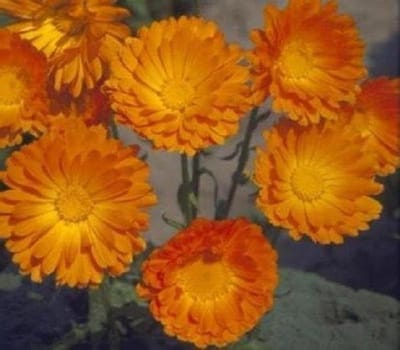 Calendula Zaden - Goudsbloem Zaden - Tuinieren Buiten - Makkelijk Kweekbaar - 50 Stuks - Oranje