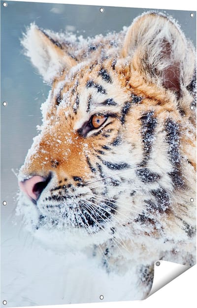 Gards Tuinposter Tijger tijdens de Sneeuw - 90x120 cm - Tuindoek - Tuindecoratie - Wanddecoratie buiten - Tuinschilderij