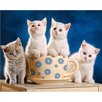 DIY 5D Diamond Painting Cross Stitch mooie katten rond de beker Diamond Borduurhandwerken 20X30CM