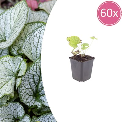 Tuinplantenshop.com | Brunnera macr. 'Jack Frost' | 60 stuks - Ø9cm - 10-25cm hoog - Tuinplant