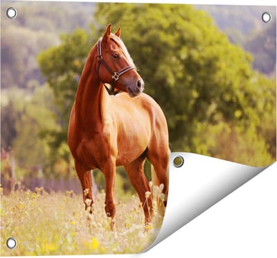 Gards Tuinposter Bruin Paard in de Wei - 50x40 cm - Tuindoek - Tuindecoratie - Wanddecoratie buiten - Tuinschilderij