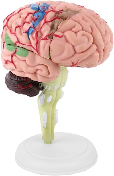 Educatief Anatomisch Breinmodel voor Medisch Onderwijs, Demonteerbaar en Leerzaam, 10 x 8 x 6 cm