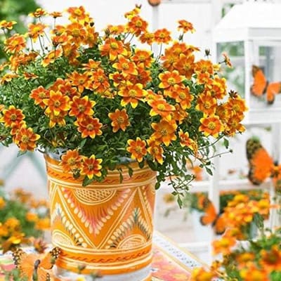 Bloemenzaadjes - Gouden Oog - Tuinieren - Geschikt voor alle grondsoorten - 1 Stuk - Goud