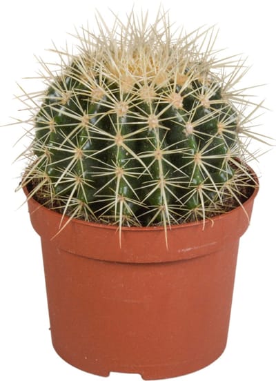 Echinocactus grusonii 12 cm cactus, kamerplant, sierplant, bloempot, balkonplant