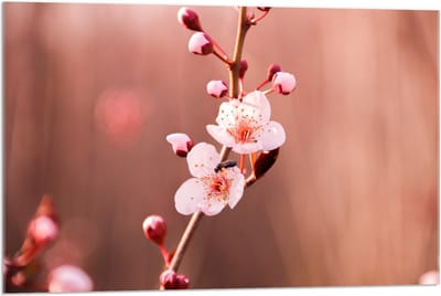 Acrylglas - Tak met Roze bloemen en Roze Knopjes  - 90x60cm Foto op Acrylglas (Wanddecoratie op Acrylglas)