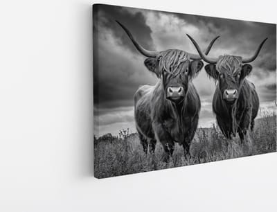 Saammp Canvas Schilderij - 2 Schotse Hooglander Koeien in een storm - Natuur - Dieren - 45x30 - Foto op canvas - Wanddecoratie - Muurdecoratie Woonkamer - Slaapkamer decoratie - Canvas Print