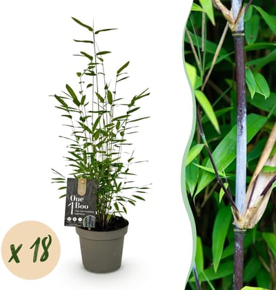 Green boutiQ - Bamboe - Fargesia Black Dragon - Bladhoudend - Niet Woekerend - Groen - 18 Planten - Pot 14cm - Hoogte 35cm