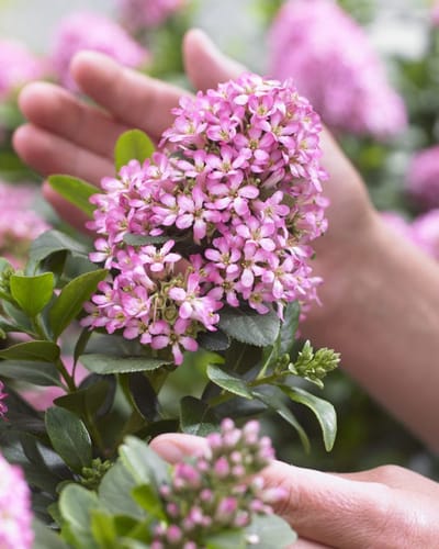 Escallonia l. Pink Elle (=Lades) - Set van 2 - Escallonia - Pot 3 liter - Roze Bloem - Wintergroen