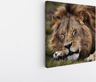 Saammp Canvas Schilderij - Slapende Leeuw - Dieren - Natuur - 20x20 - Foto op canvas - Wanddecoratie - Muurdecoratie Woonkamer - Slaapkamer decoratie - Canvas Print