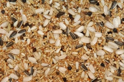 Wielink Special voer voor grote Parkieten 20KG
