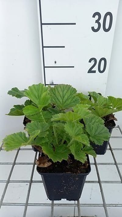6x Nagelkruid - Geum hybr. 'Scarlet Tempest' | 9x9 cm pot