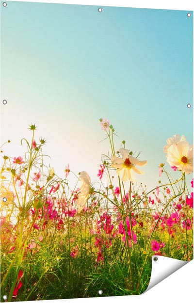Gards Tuinposter Kosmos Bloemenveld met een Opkomende Zon - 90x120 cm - Tuindoek - Tuindecoratie - Wanddecoratie buiten - Tuinschilderij