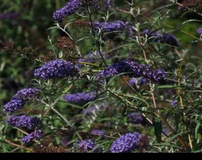 Buddleja dav. 'Nanho Blue' - Vlinderstruik 60- 80 cm in pot