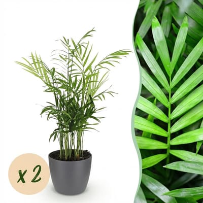 Plantenboetiek.nl | Chamaedorea elegans - Goudpalm - Huisdiervriendelijke Plant - Groen - 2 Planten - met Potter Grijs - Ø12cm - 15cm hoog - Kamerplant - Arrangement - Plant met pot