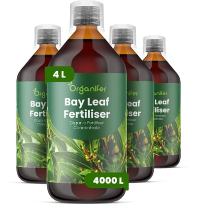 Vloeibare Meststof Voor Laurierblad 4X1 L Voor 4000 L - Npk 3-4-3 - Аromatisch Blad - Gelijkmatige Bladproductie - Sterke Wortelontwikkeling - Hittebestendig - Droogtebestendig - Plantvitaliteit - Herstel Na Snoei - Organifer