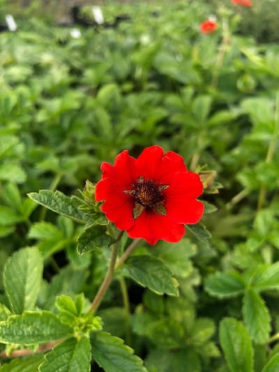 6 x Potentilla 'Gibson's Scarlet' - Ganzerik - P9 Pot (9 x 9cm) - Dima Vaste Planten