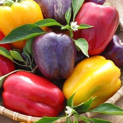 Paprika zaden - Blokpaprika gemengd