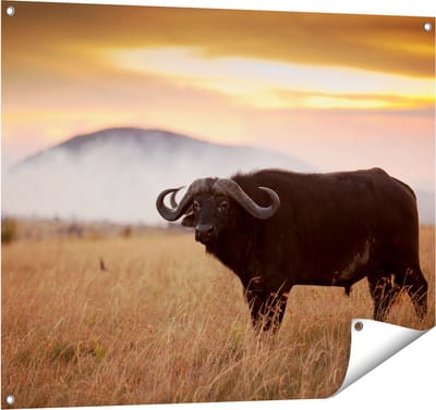 Gards Tuinposter Buffel in het Gras - 100x80 cm - Tuindoek - Tuindecoratie - Wanddecoratie buiten - Tuinschilderij