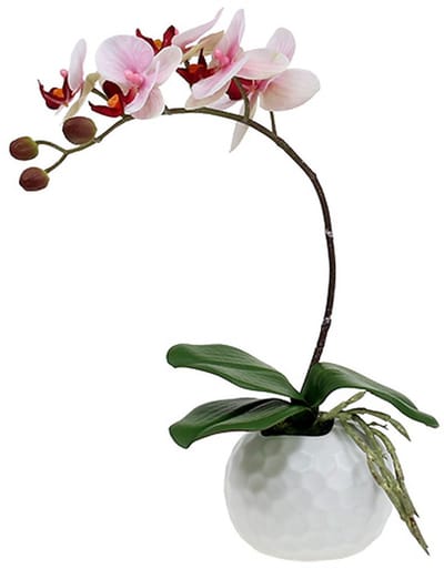 Roze orchidee in keramische pot 31cm