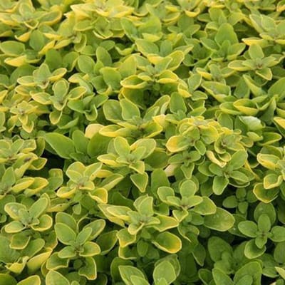 6 x Origanum Vulgare 'Thumble's Variety' - Marjolein pot 9x9cm - Compacte groei, aromatisch blad