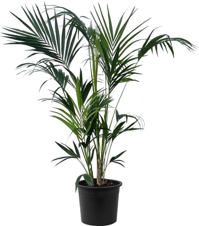 Tropictrees Kentia Palm - Howea Forsteriana - Kamerplanten - Luchtzuiverend - Groenblijvend - Hoogte 150cm