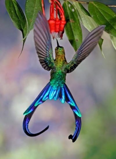 3D Postkaart - Vogelkaart - Verzenden en Cado - Levendig 3D effect - A6 formaat - Multicolor