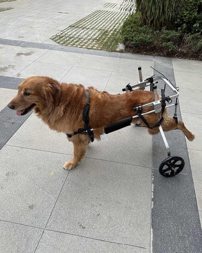 Hondenrolstoel - Huisdier wandelwagen - Mobiliteit verbeteren - Verstelbaar ontwerp - Middelgroot - Zilver