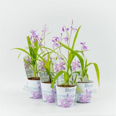 Moerings Bletilla striata roze | Japanse orchidee | 12 cm pot | ± 20 cm bij levering