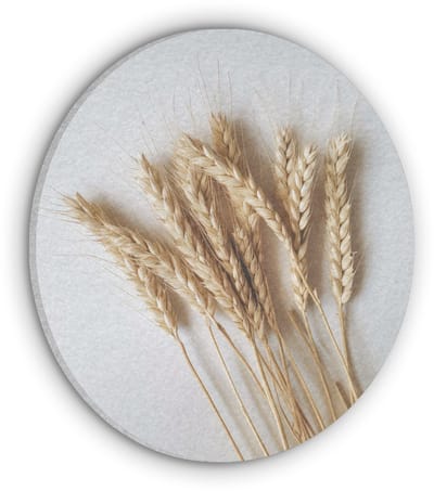 Akoestisch wandpaneel rond 30x30 cm - Vilt schilderij Graan - Geel - Wit - Stilleven - Ronde akoestische panelen - Geluidsdempende wanddecoratie - Geluidsisolatie wandcirkel - Muurdecoratie geluidspanelen