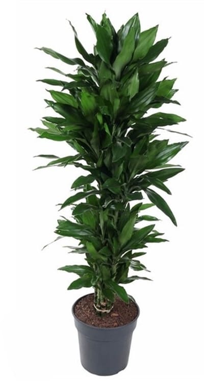 Dracaena Janet Lind Vertakt - Luchtzuiverend - Kamerplant - Makkelijk te onderhouden - Cadeau
