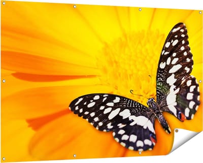Gards Tuinposter Vlinder op een Oranje Bloem - 150x100 cm - Tuindoek - Tuindecoratie - Wanddecoratie buiten - Tuinschilderij