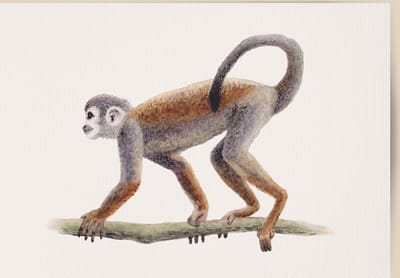 World of Mies poster aapje - A4 - mooi dik papier - Snel verzonden! - tropisch - jungle - dieren in aquarel - geschilderd door Mies