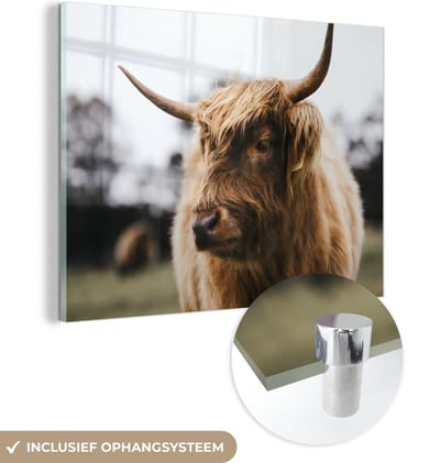 MuchoWow® Glasschilderij 160x120 cm - Schilderij acrylglas - Schotse Hooglander - Dieren - Horens - Foto op glas - Schilderijen