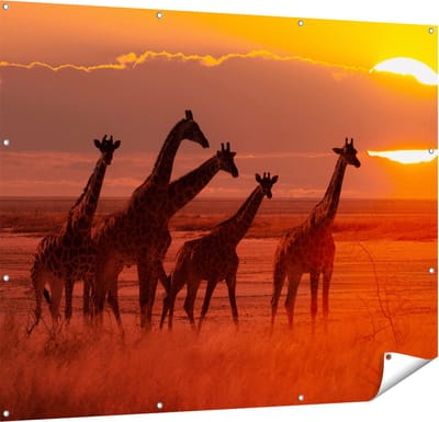 Gards Tuinposter Giraffe Kudde bij Zonsondergang - 150x120 cm - Tuindoek - Tuindecoratie - Wanddecoratie buiten - Tuinschilderij
