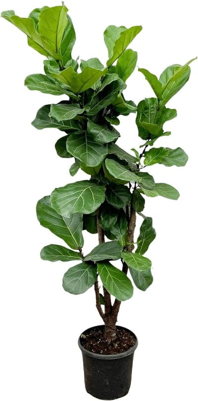 Luchtzuiverende Ficus Lyrata vertakt - 150cm - Vioolbladplant voor Gezond Binnenklimaat