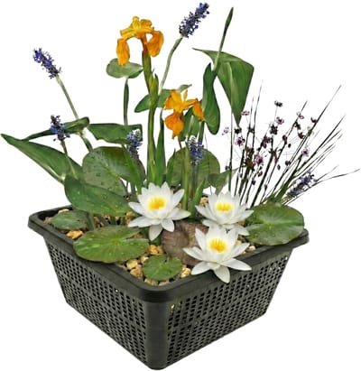 vdvelde.com - Mini vijverplanten set Wit - 4 waterplanten incl. witte waterlelie, plantmand, substraat en meststof - Voor kleine vijvers & schalen - Natuurlijk helder water zonder pomp