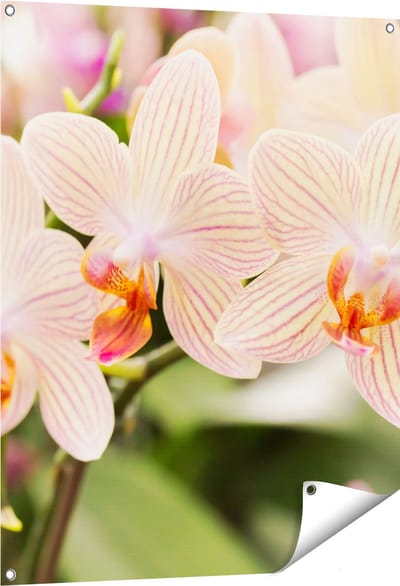 Gards Tuinposter Gestreepte Witte Orchidee Bloemen - 80x100 cm - Tuindoek - Tuindecoratie - Wanddecoratie buiten - Tuinschilderij