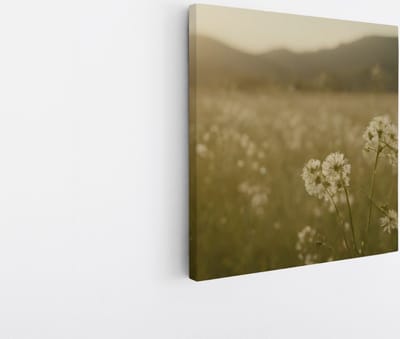 Saammp Canvas Schilderij - Landschap - Wit - Bloemenveld met zonsondergang - Natuur - 20x20 - Foto op canvas - Wanddecoratie - Muurdecoratie Woonkamer - Slaapkamer decoratie - Canvas Print
