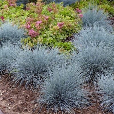 12 x Blauw Schapengras of Zwenkgras XL - Winterhard Siergras - Festuca glauca Elijah Blue in C2(liter) pot met hoogte 10-20cm
