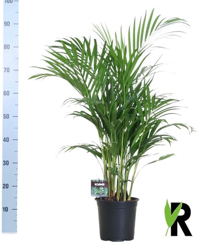 De Goudpalm/Areca Palm, Dypsis Lutescens, Kamerpalm, Ø19 cm – 100 cm