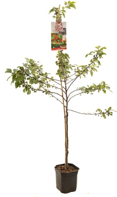 Rode sierappel - Malus Red Sentinel - laagstam - fruitboom - appelboom - 150cm hoog